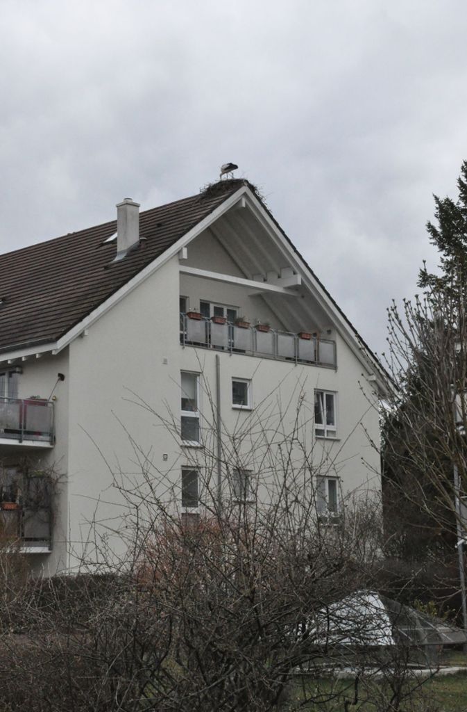 Die Störchin Zozu nistet auf einem normalen Wohnhaus in Böhringen.