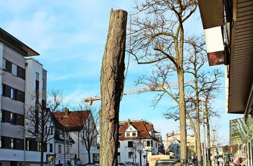 Das Gartenamt hat gut ein Dutzend Bäume an der Kirchheimer Straße direkt unterhalb der Krone abgesäbelt. Foto: Caroline Holowiecki