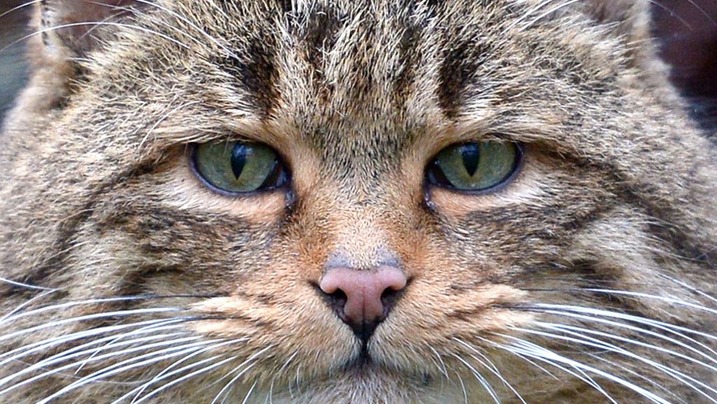 Artenschutz in Australien: Kopfgeld auf Katzen im australischen Busch