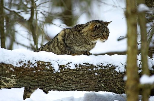 Das Vorkommen von Wildkatzen im Bottwartal ist noch nicht geklärt. Foto: Thomas Stephan