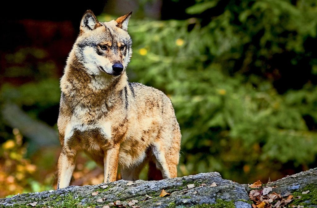 Keine Nutztier, sondern wild und frei in der Natur: der Wolf.