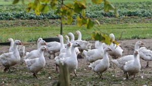 Vogelgrippe erreicht die Chiemsee-Region